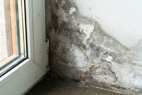 Mold and water damage on wall corner beside a window frame