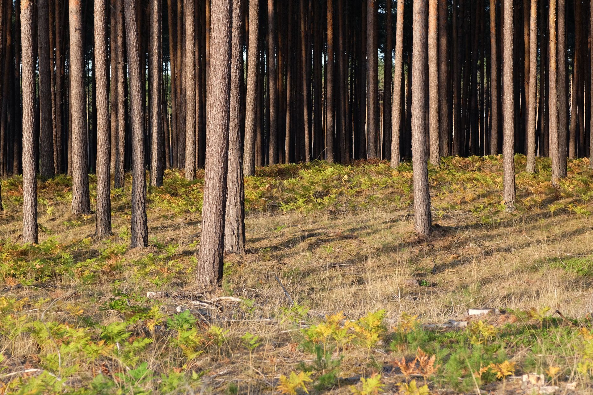 forestry mulching services