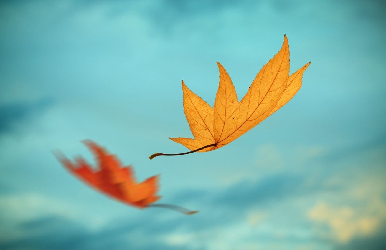 Autumn leaves blowing in the wind