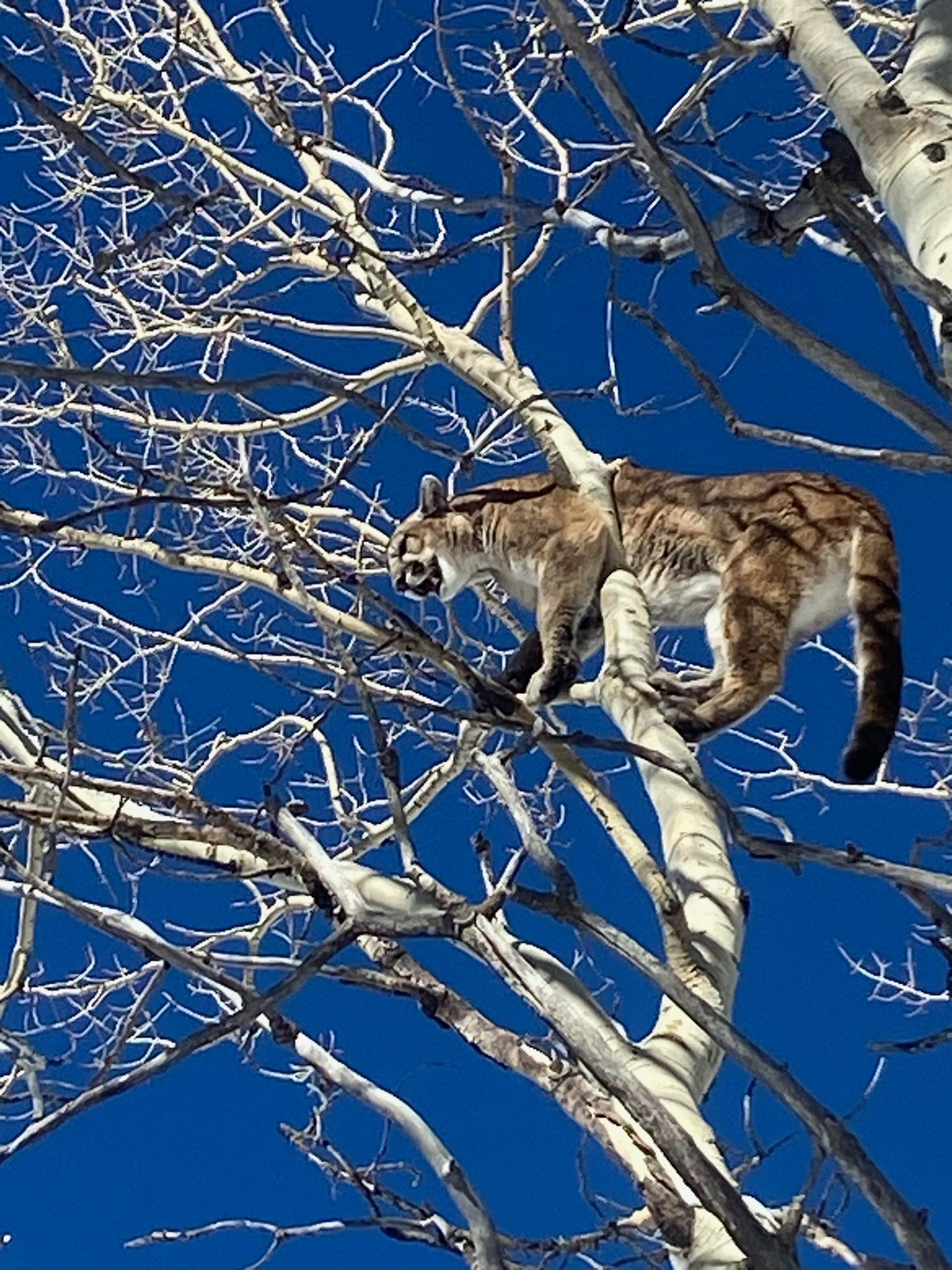 Mountain lion perched in a bare tree against a vibrant blue sky.