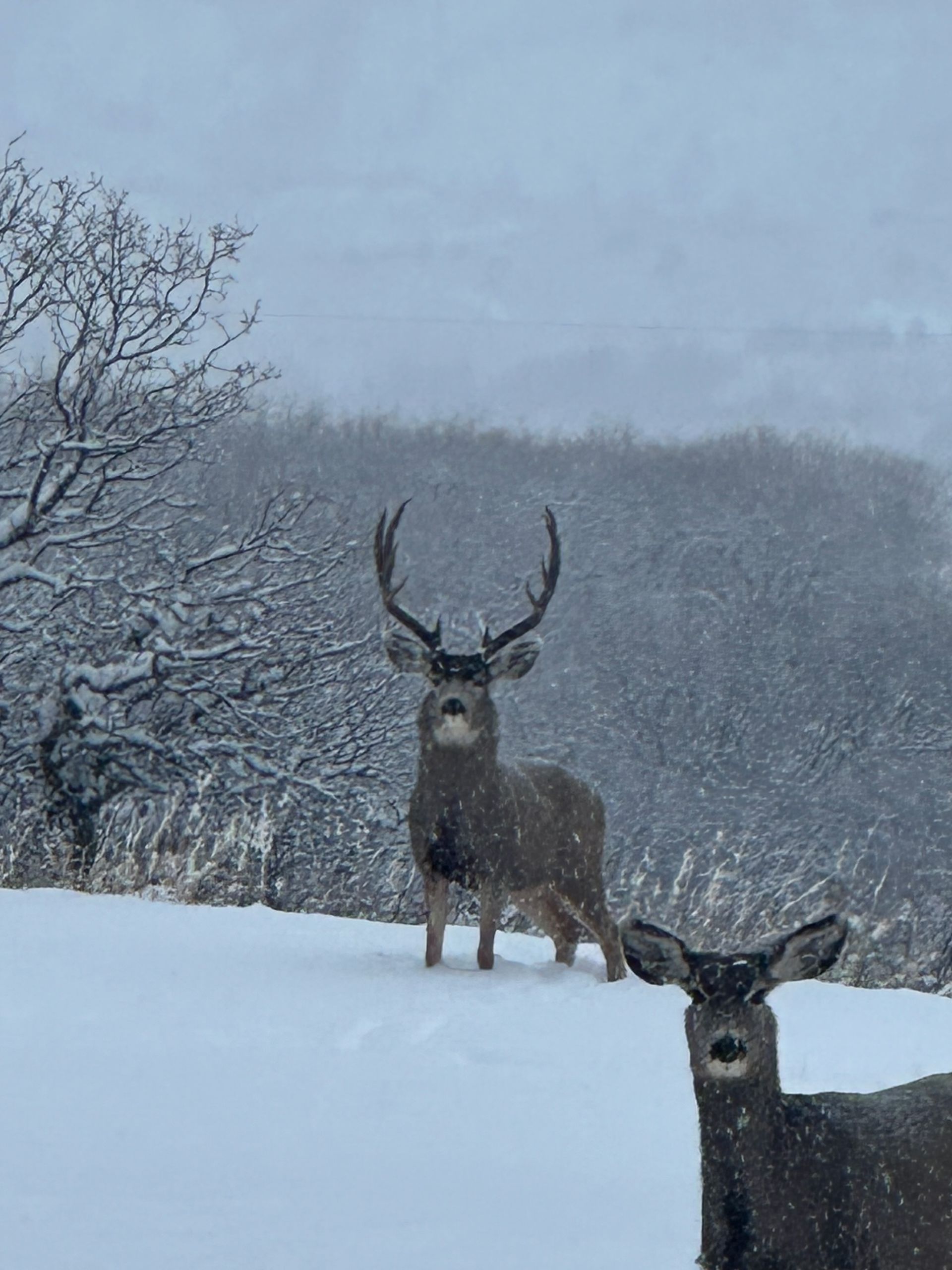 Two deer standing in a snowy field; one with large antlers looks directly at the camera.