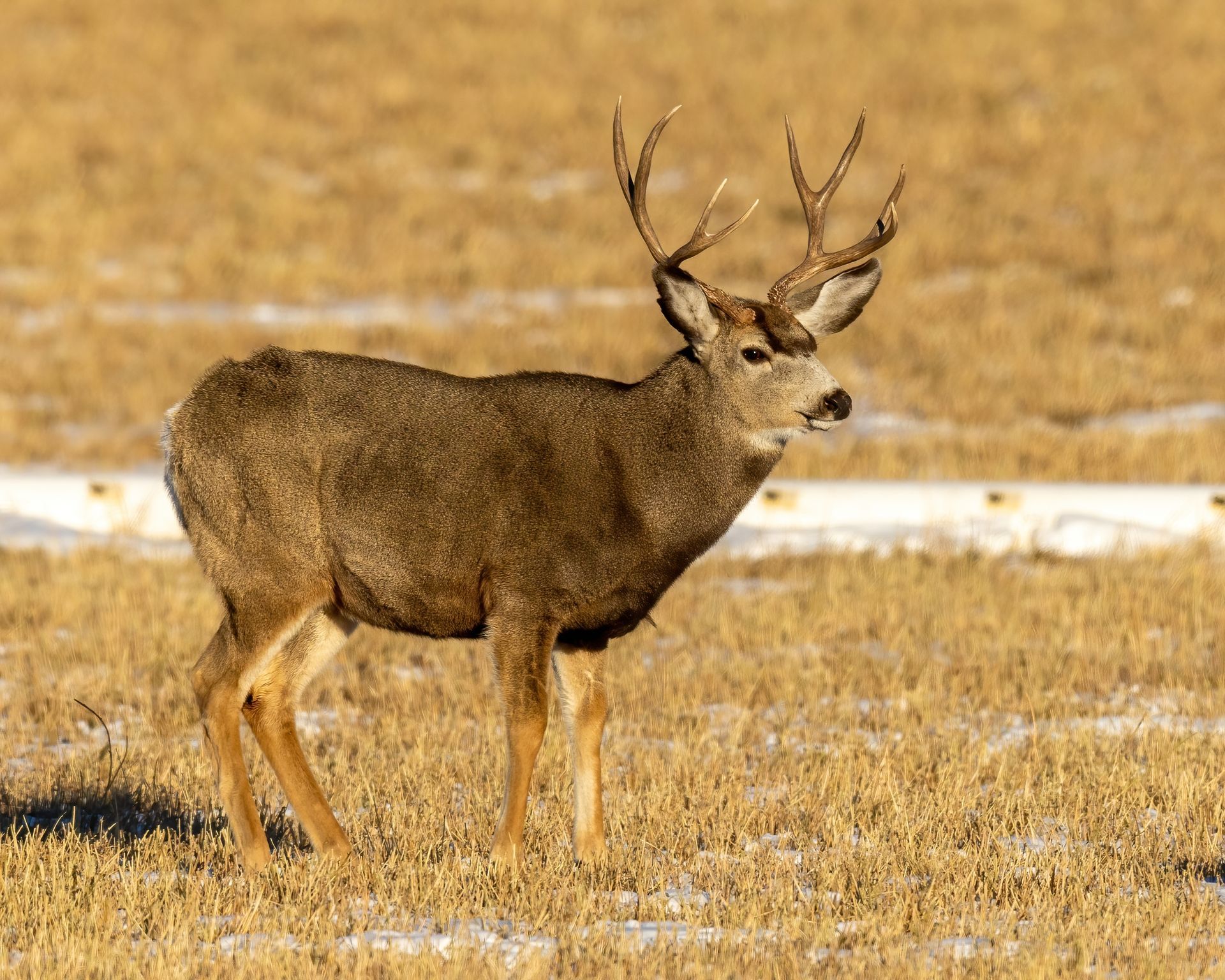Mule deer buck with large antlers in a field of dry grass.