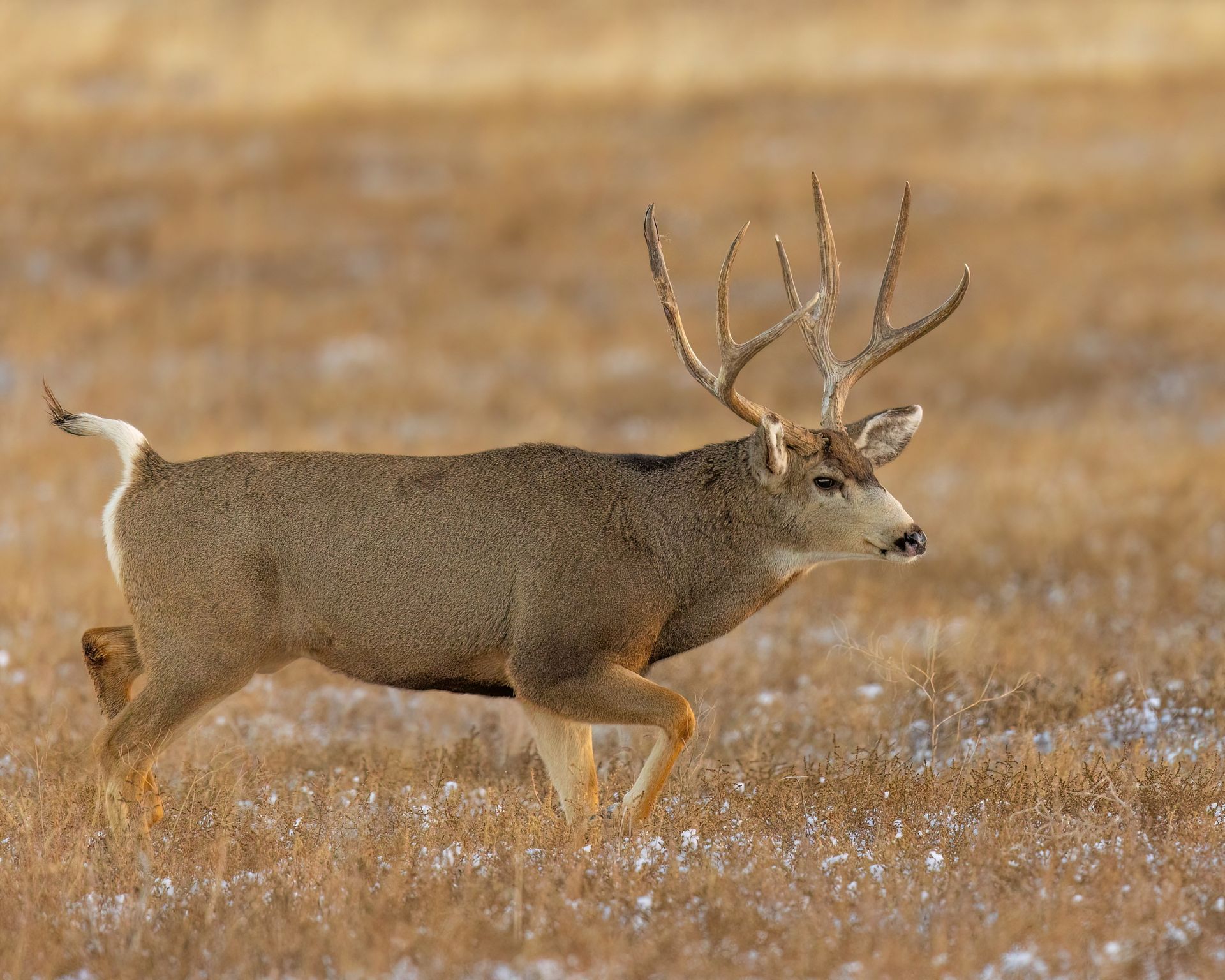 Mule deer with large antlers walking in a field of dry grass.