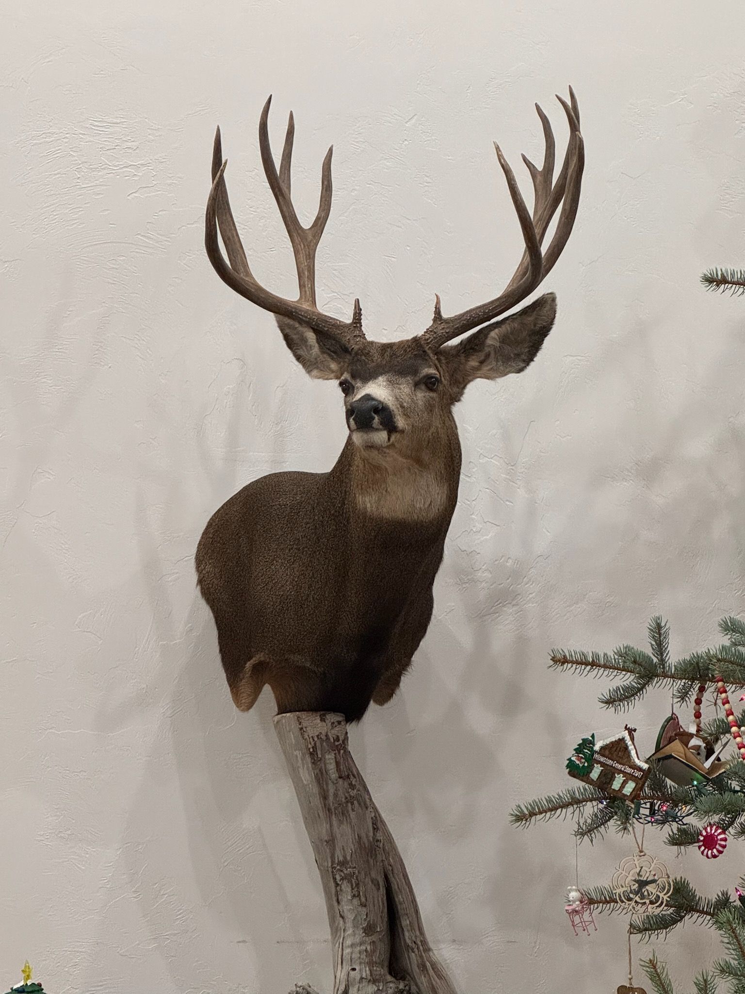Taxidermied deer head mounted on a wall, with large antlers.