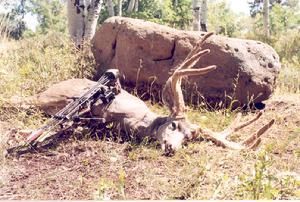 Dead deer with large antlers next to a bow on the ground in a grassy area with a large rock.