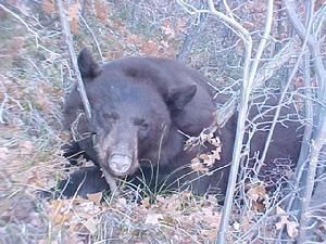 Black bear resting among branches and fallen leaves.