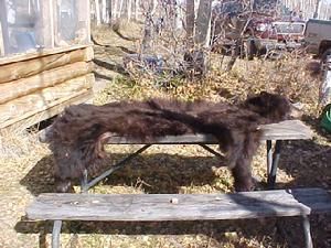 Bear hide stretched out on a picnic table in an outdoor setting. Brown fur with a red truck visible in background.