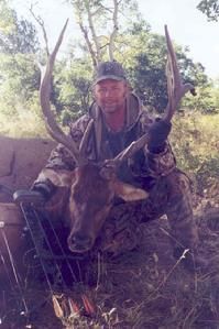 Hunter in camouflage kneels, holding elk's head with large antlers and a bow, outdoor setting.