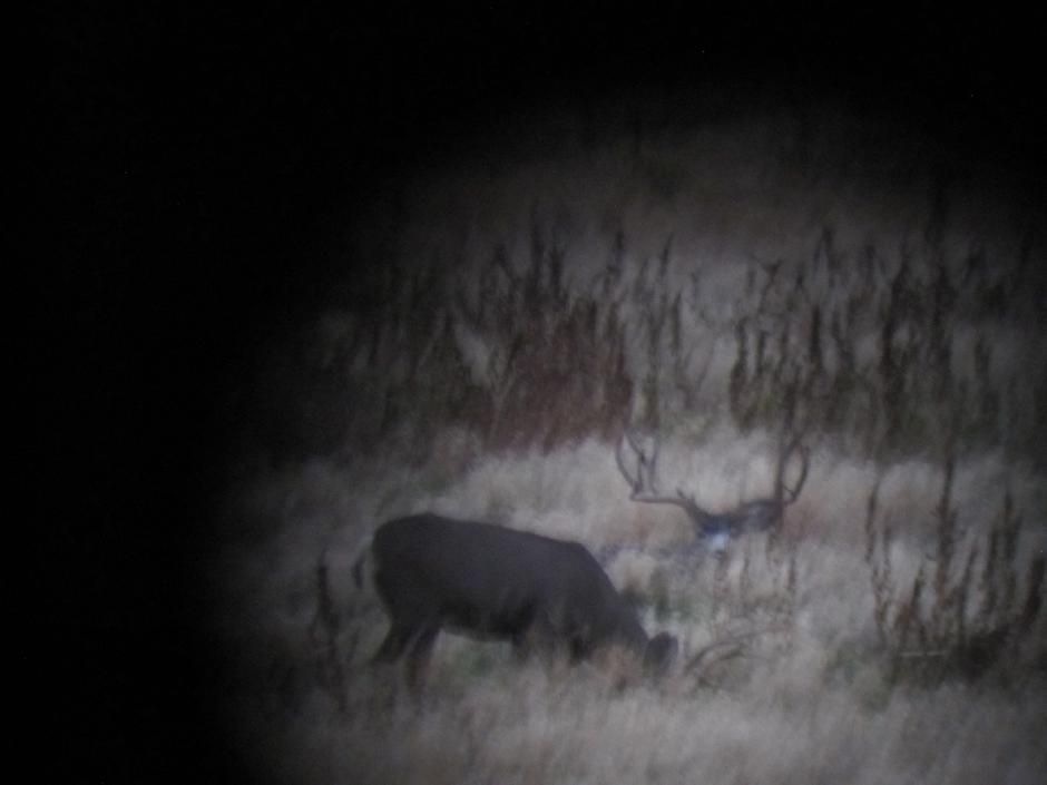 Two deer grazing in a grassy field, one with large antlers.