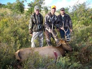 Three hunters in camouflage pose with a harvested elk in a grassy field.