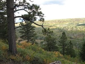 View of a forested valley from a hillside. Large tree in foreground, green and gold foliage, cloudy sky.