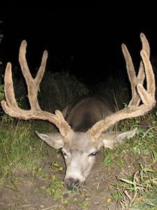 Deer with large antlers lying in grass, head visible, against a dark background.