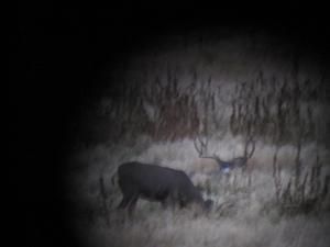 Two deer in a grassy field; one grazing, the other with large antlers in the background.
