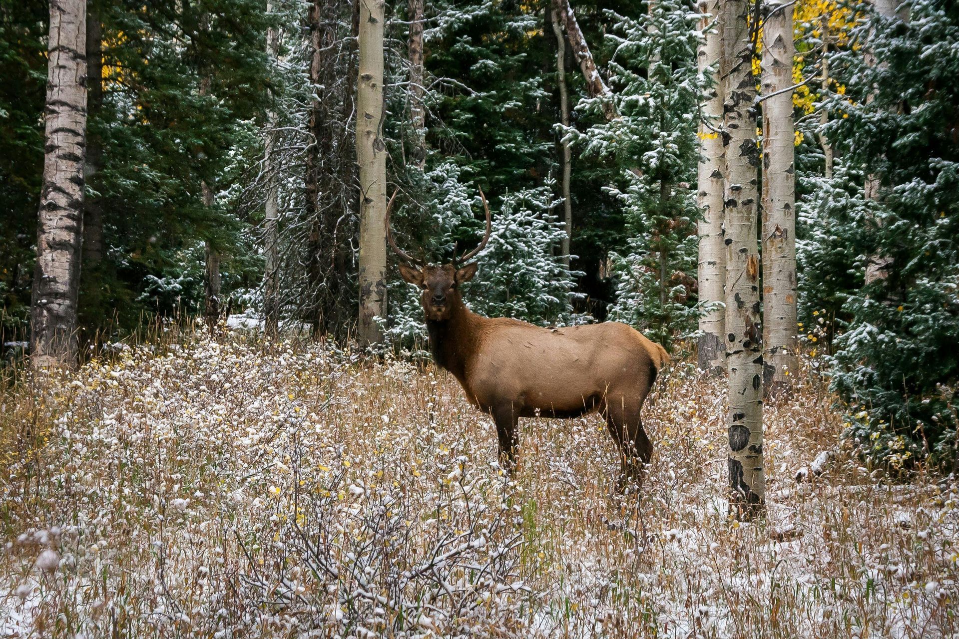 Elk stands in a snowy field surrounded by trees.