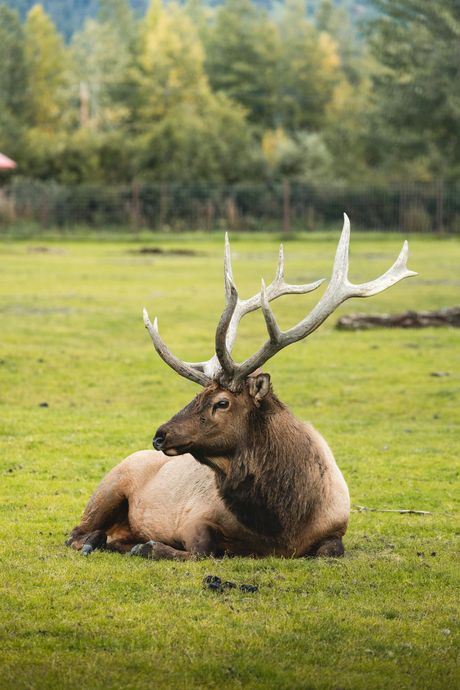 Elk with large antlers rests in a green field with trees in the background.