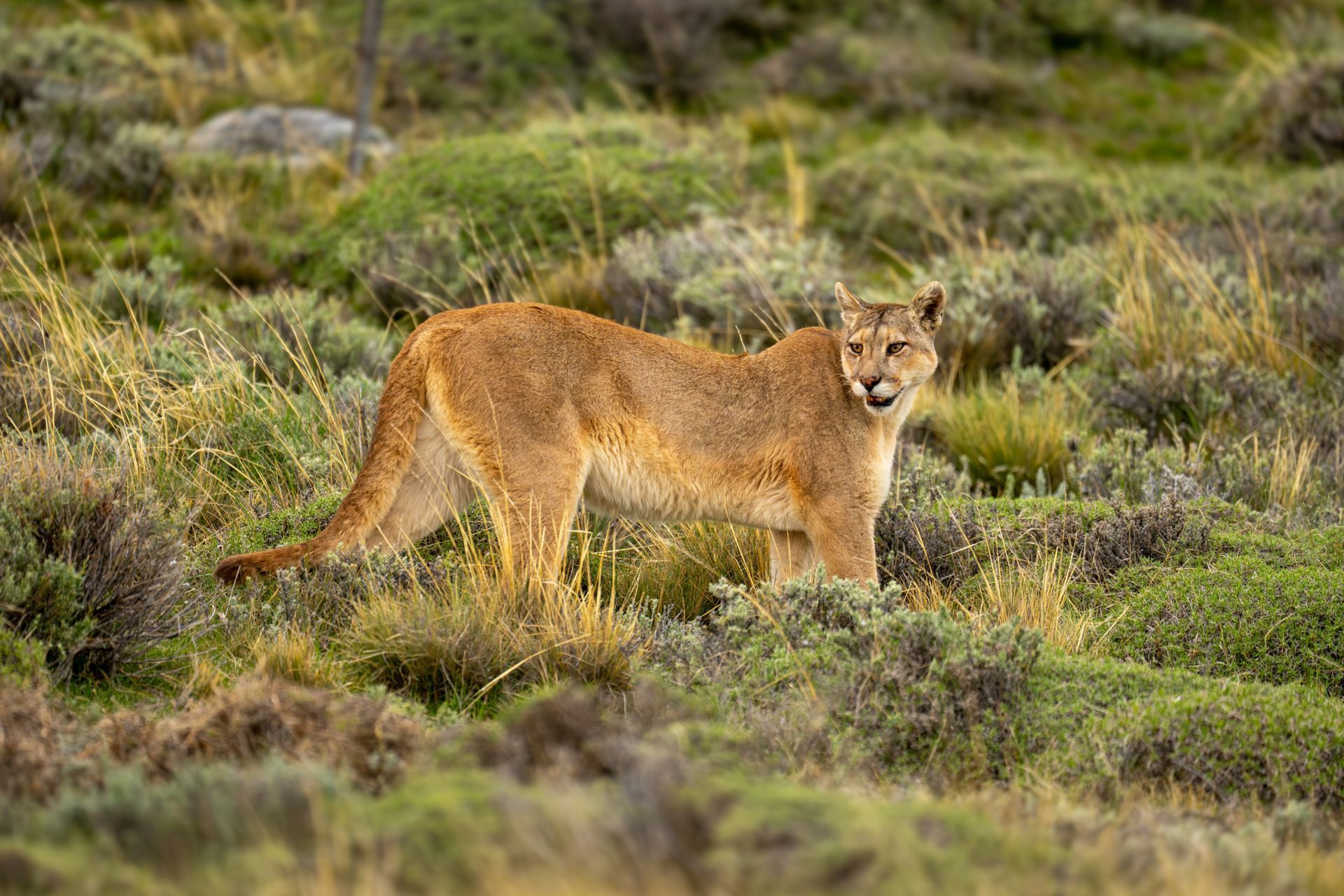 Cougar in tan fur stands in grassy, green terrain, looking alertly forward.