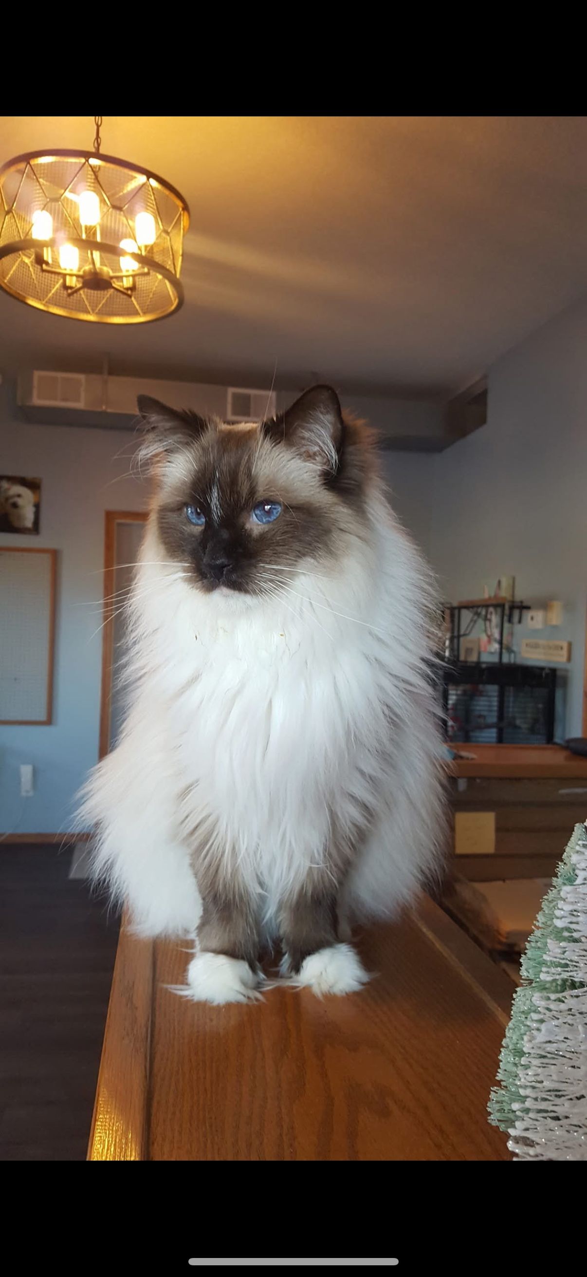 A fluffy, color-point cat with blue eyes sitting on a wooden surface under a chandelier.