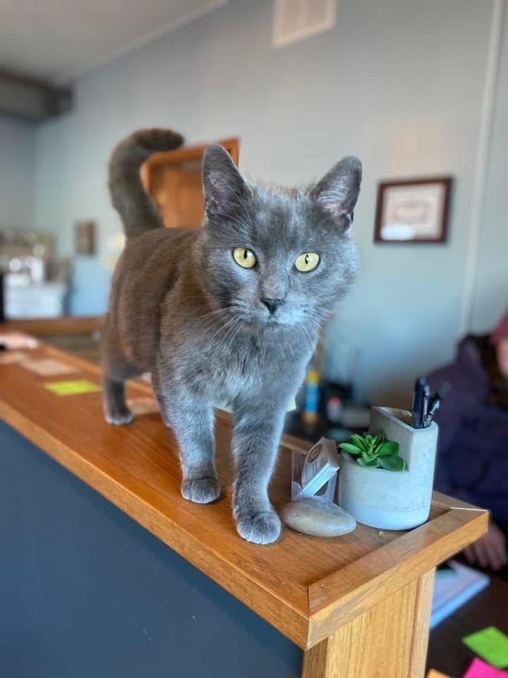 Gray cat with yellow eyes standing on a wooden counter with a potted plant and pens.