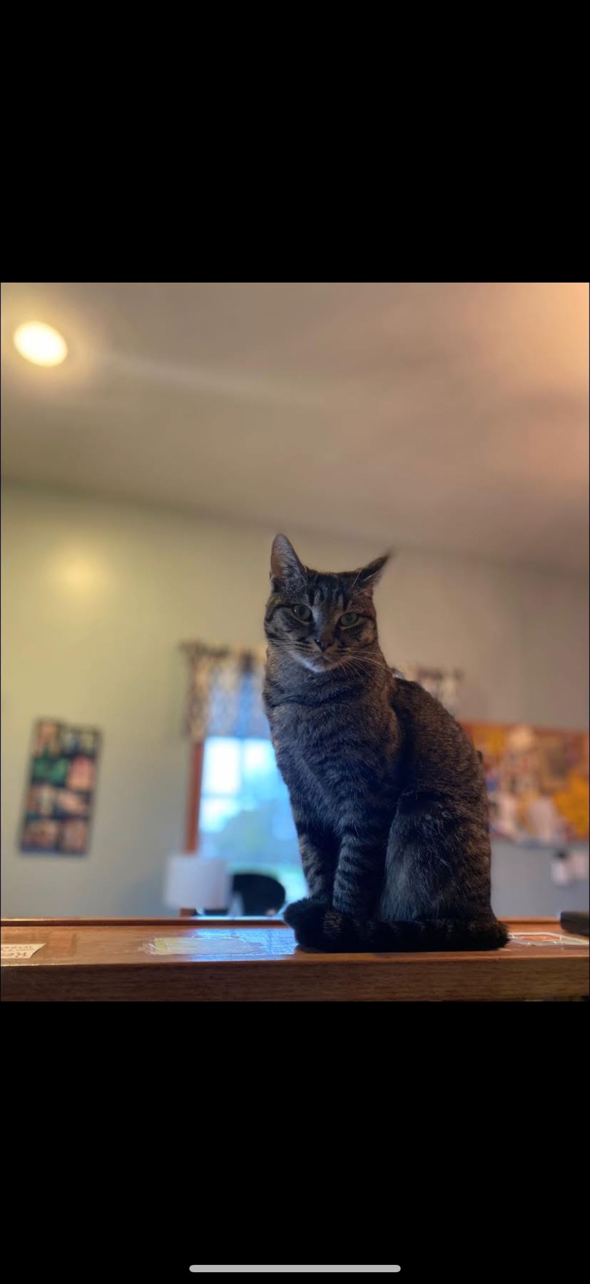 A gray tabby cat sits on a wooden surface, looking toward the camera. Room with light green walls in the background.