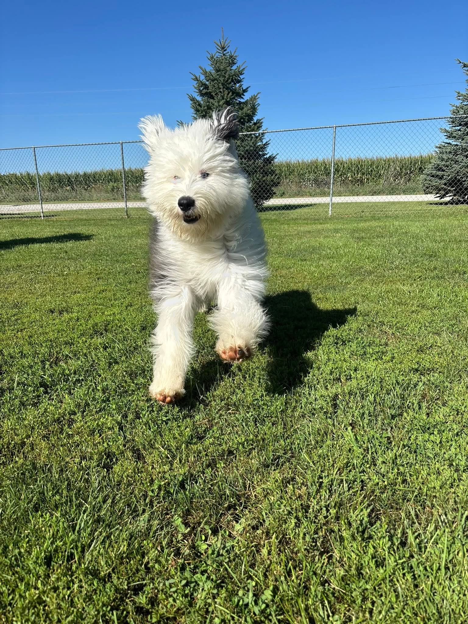 Fluffy white dog running across a green grassy field on a sunny day.
