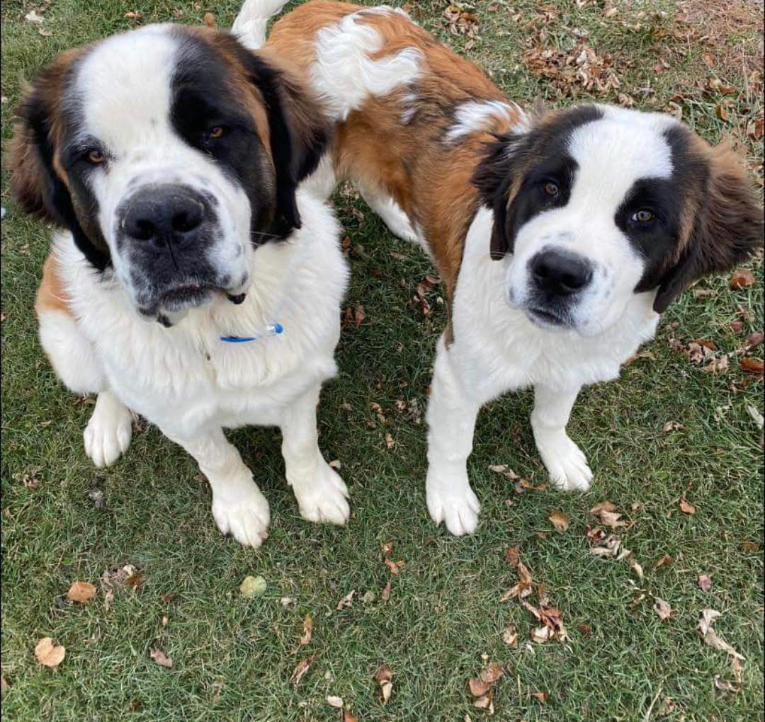 Two Saint Bernard dogs looking up at the camera on a grassy lawn.