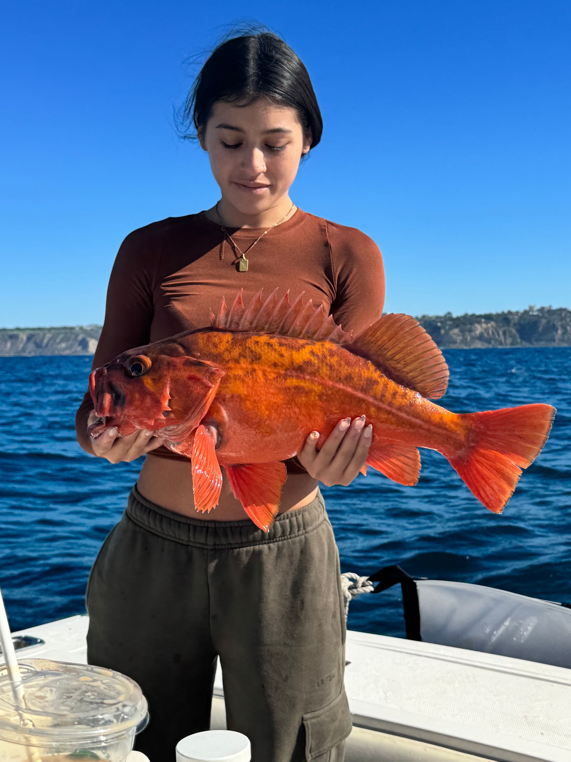 Mexico Cod Fish Fishing Cod Inside Mexican Waters Near San Diego