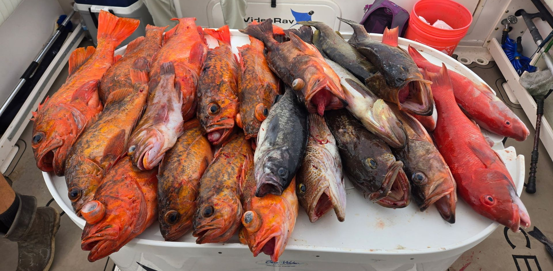 Fishing Report San Diego
