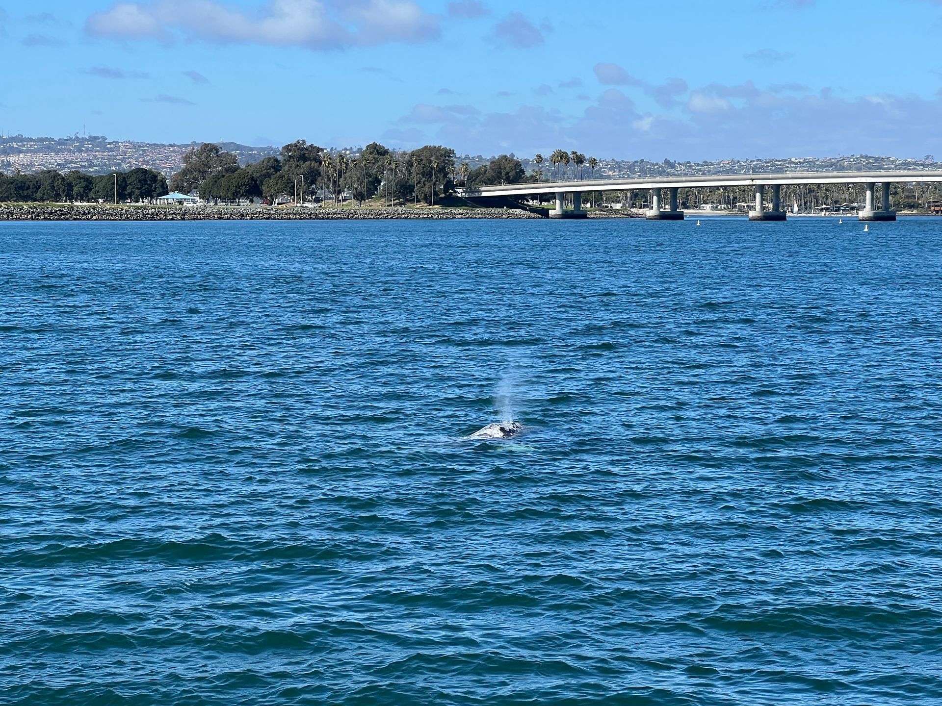 A dolphin is swimming in the ocean with a bridge in the background.