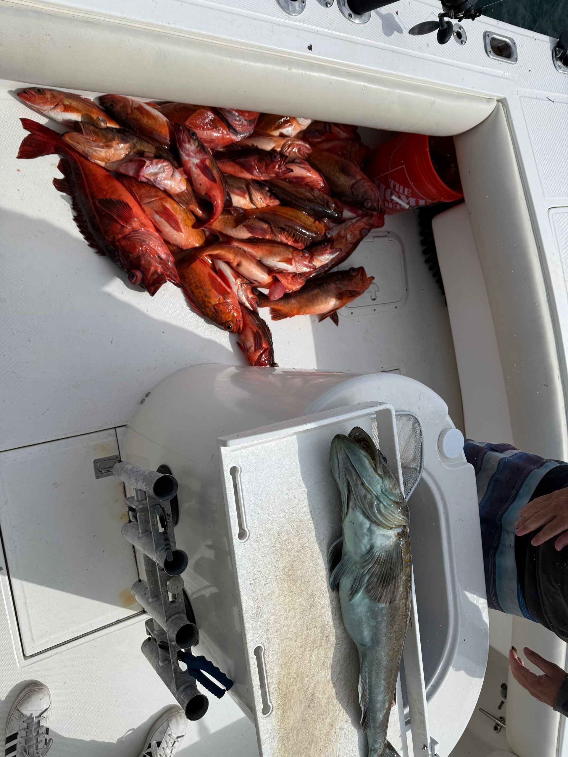 rockfish catch