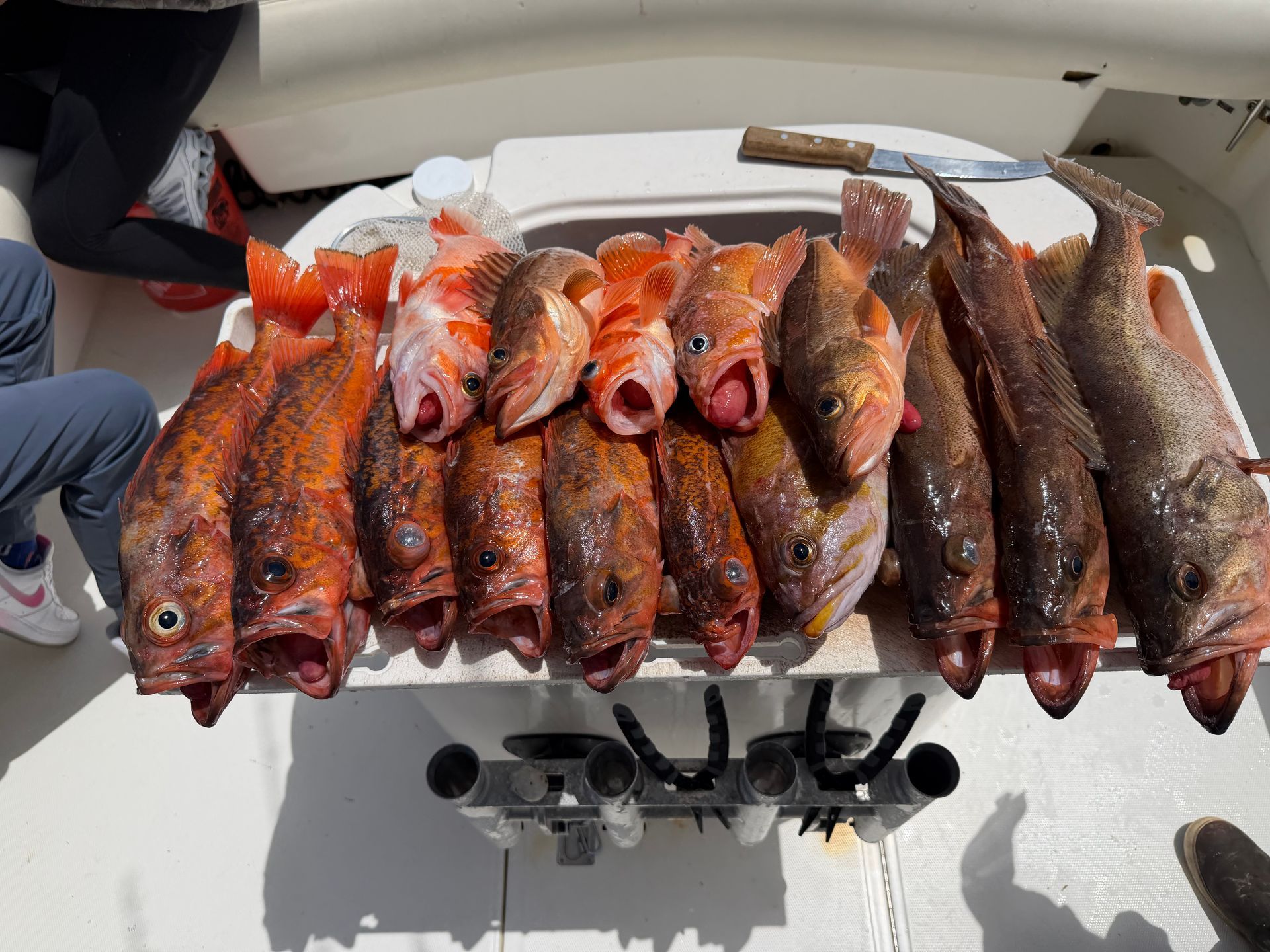 limit of rockfish with a guide near San Diego