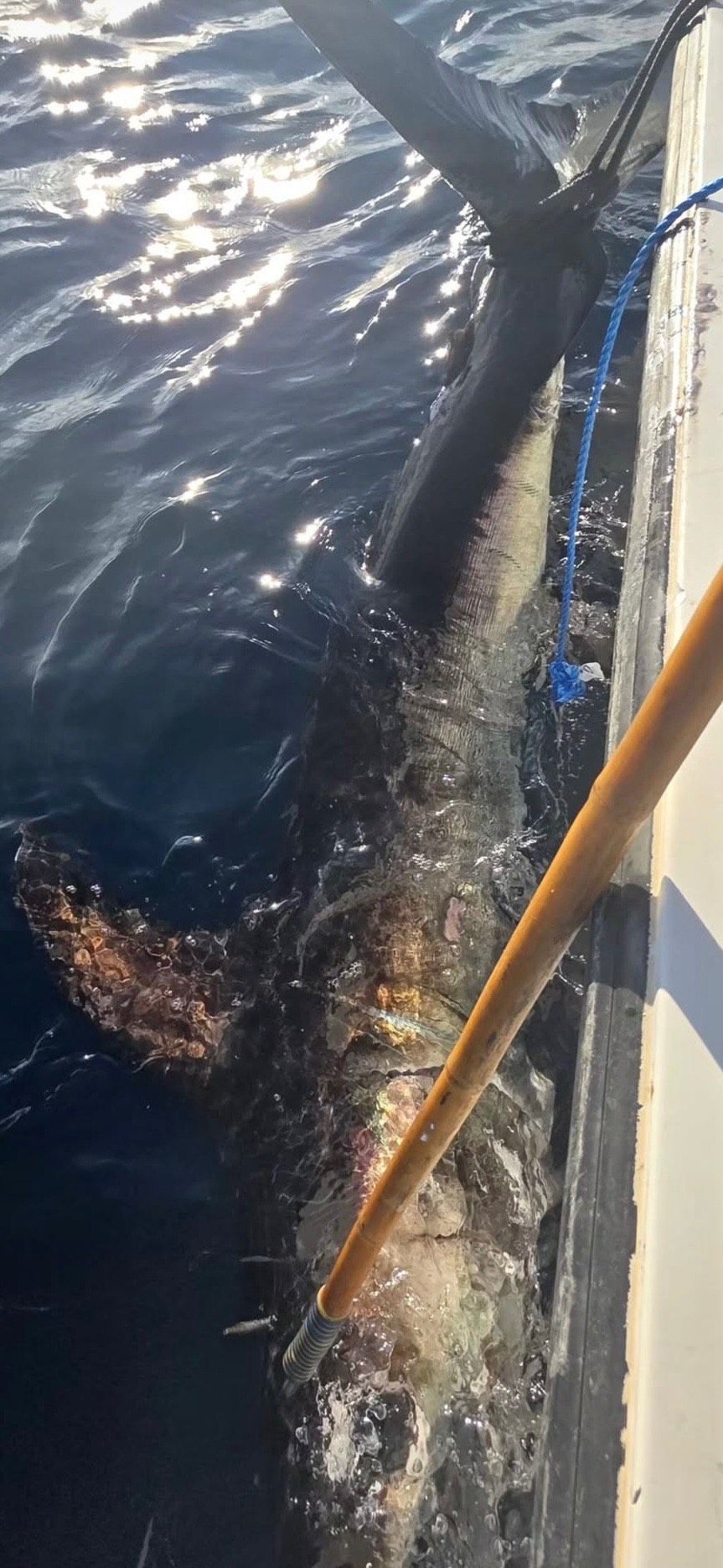 Swordfish Fishing Charter San Diego
