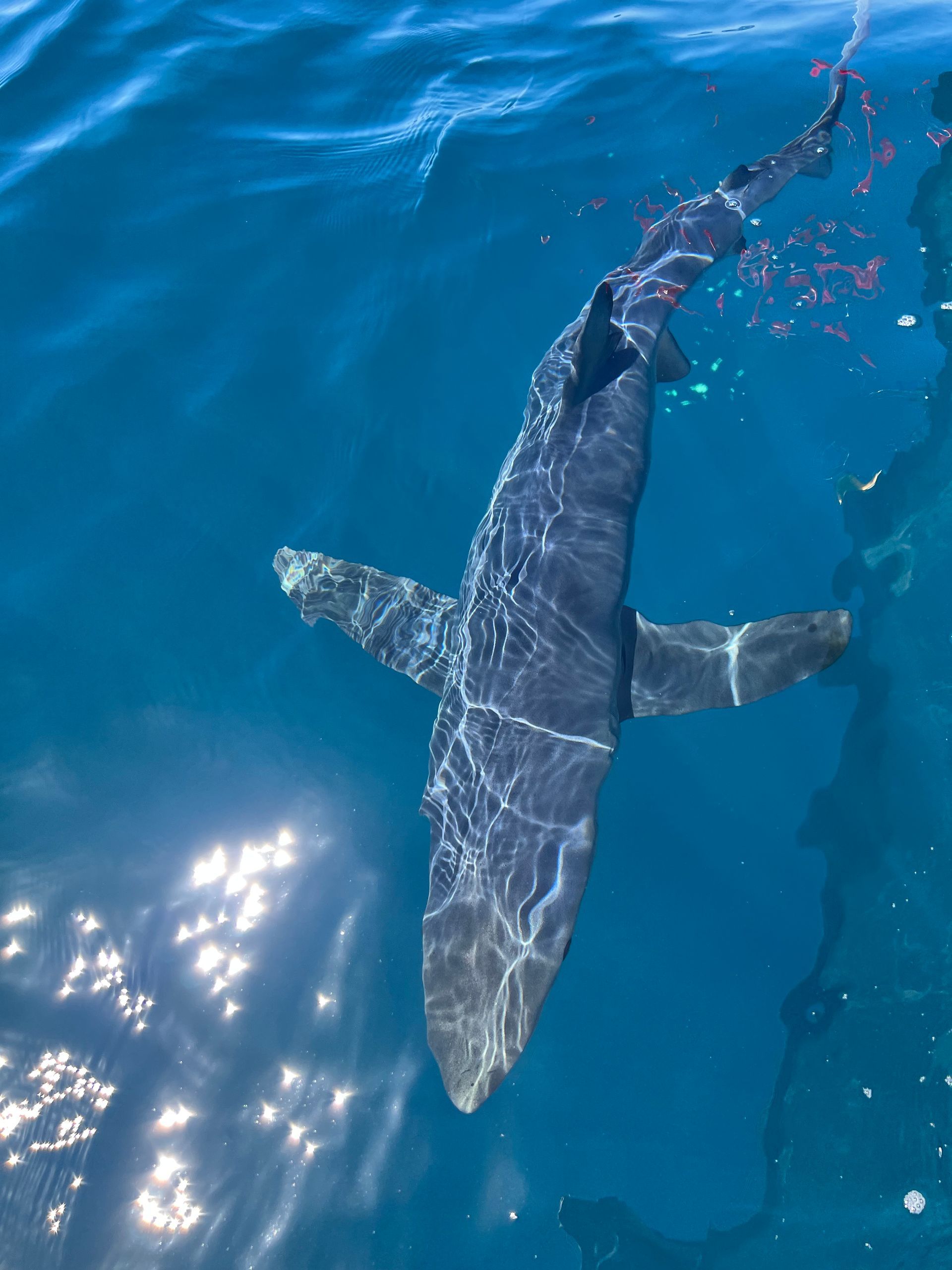 A large shark is swimming in the ocean