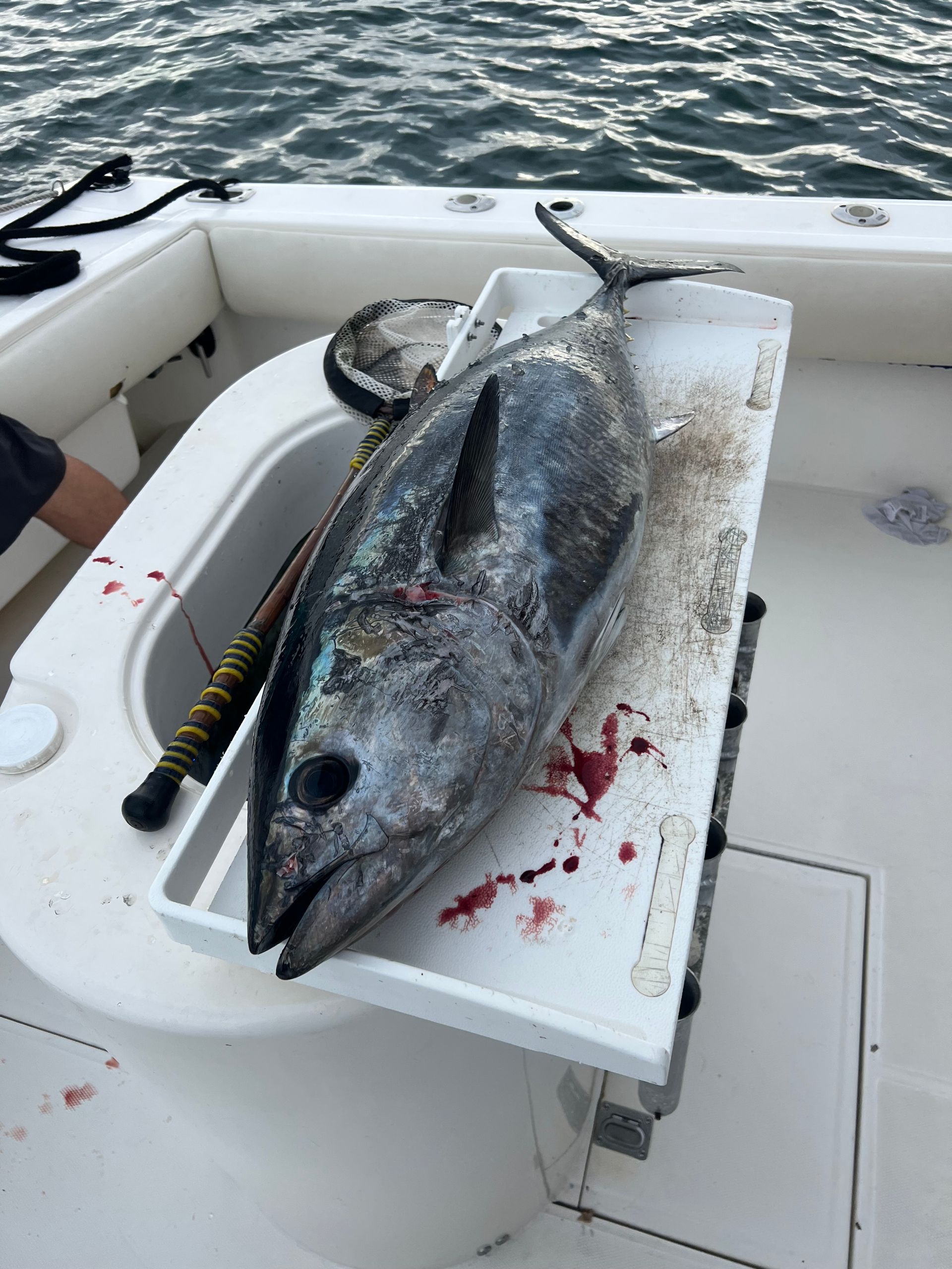 A large fish is sitting on a white tray on a boat