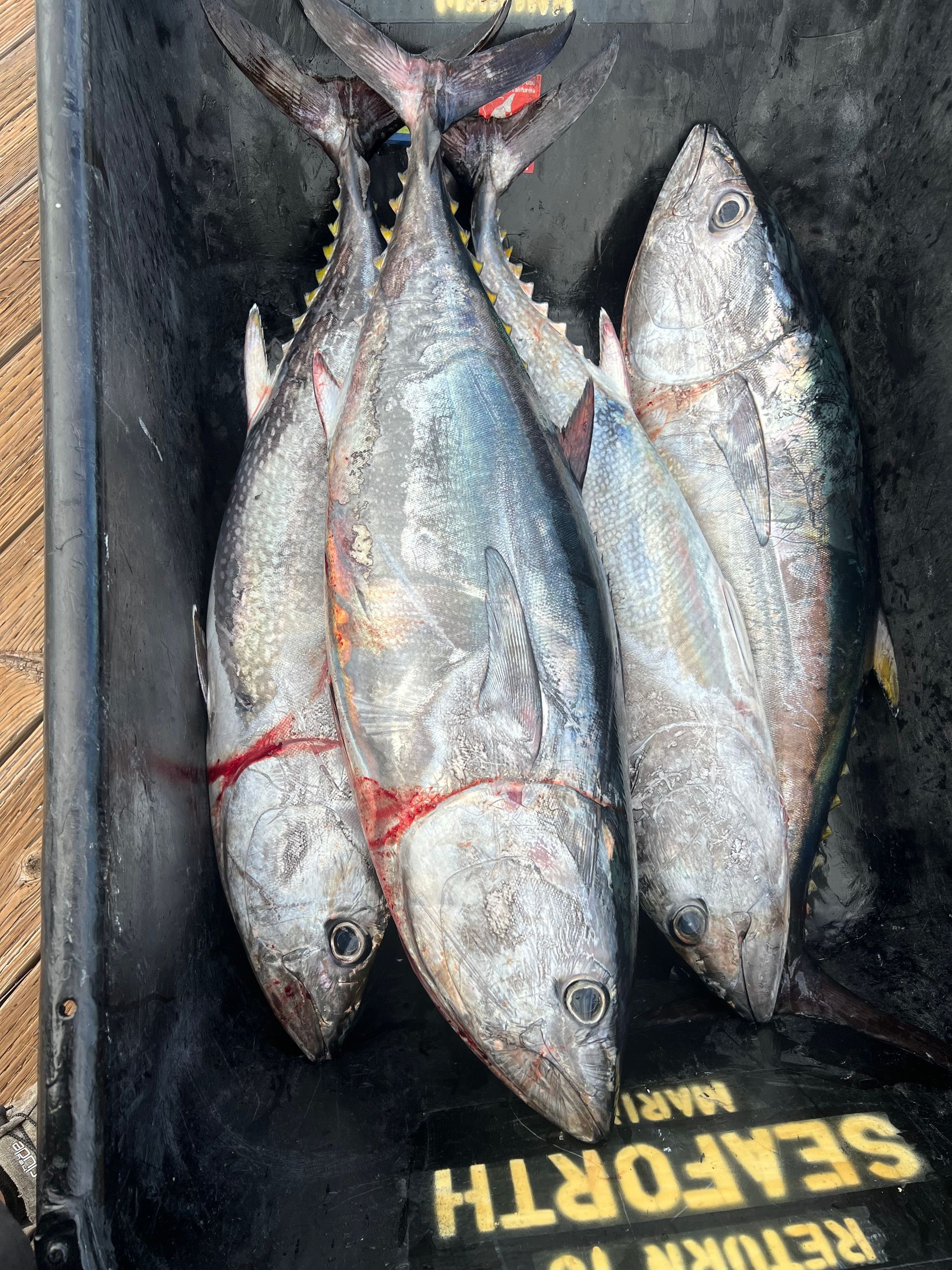Three fish in a black container that says seaforth