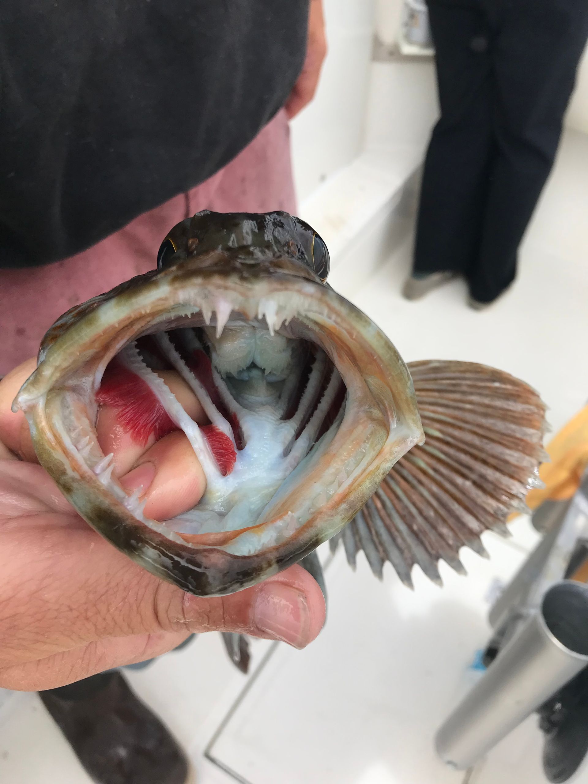 A person is holding a fish with its mouth open.