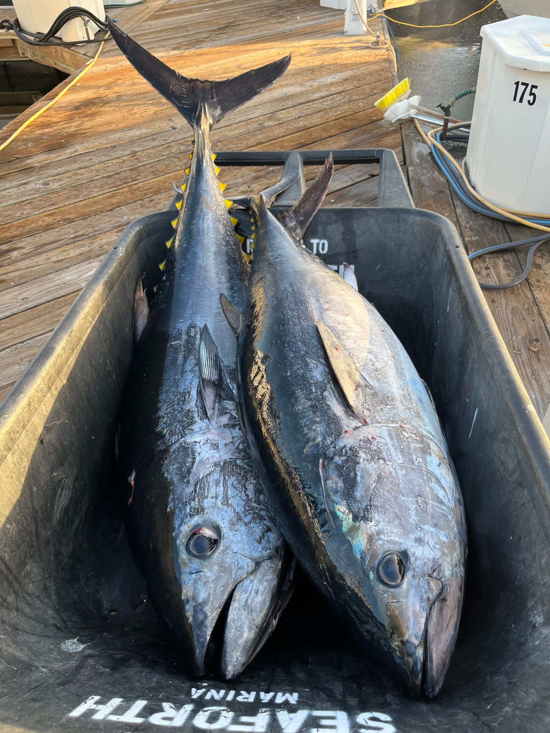 Two tuna fish are sitting in a bucket on a wooden table.