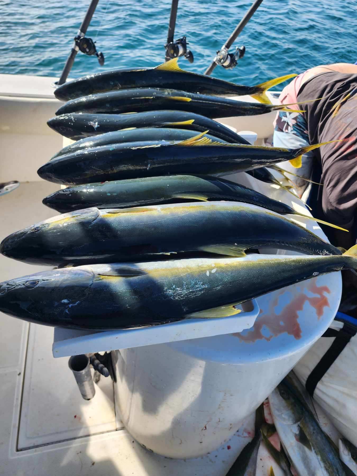 yellowfin tuna fishing charter