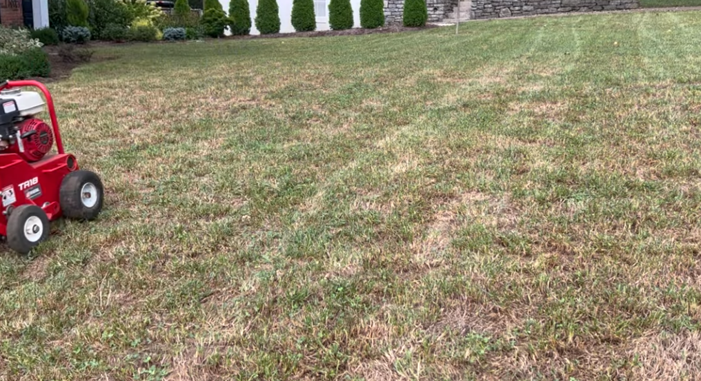 affordable grass sowing rock hill sc
