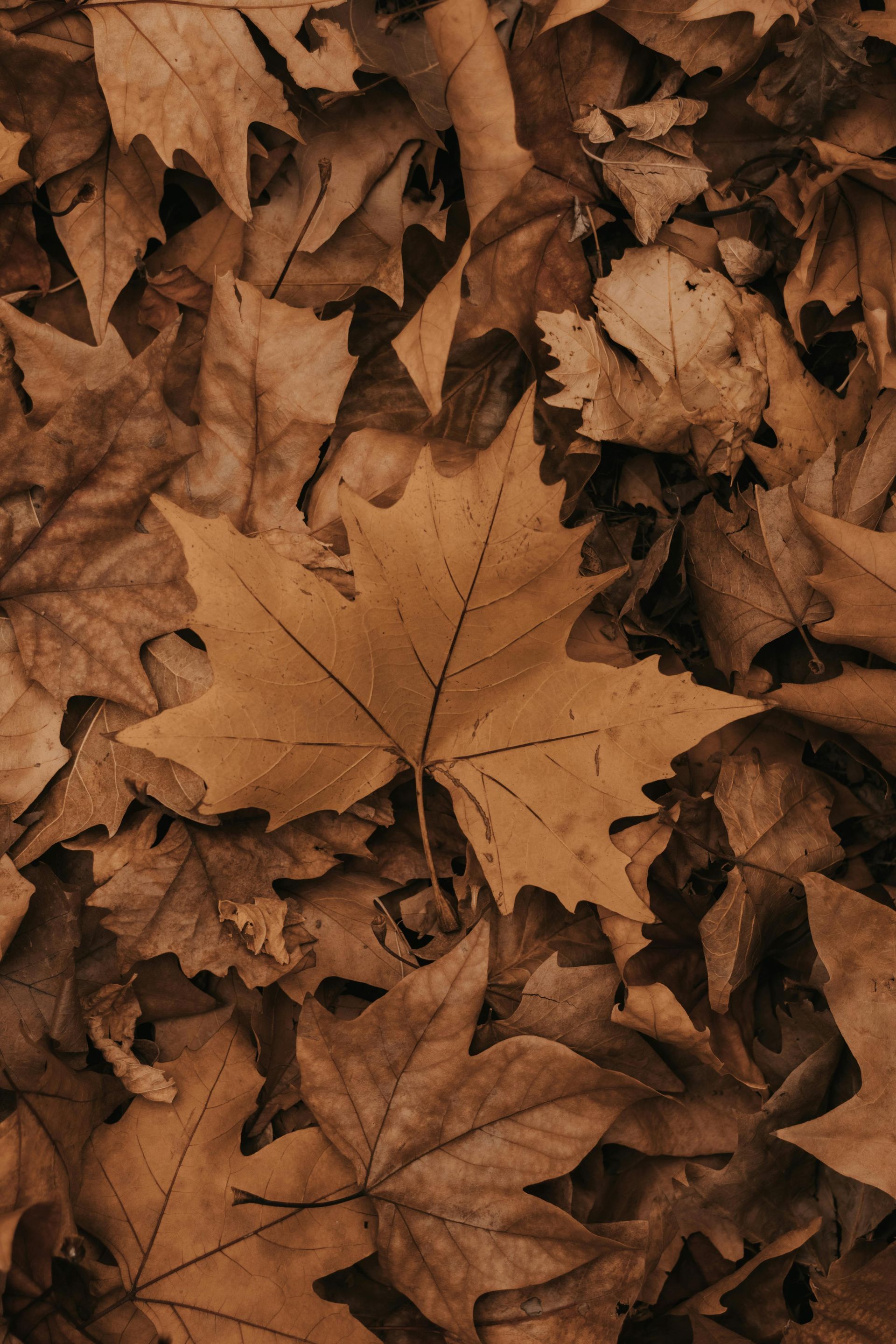 leaf removal rock hill sc