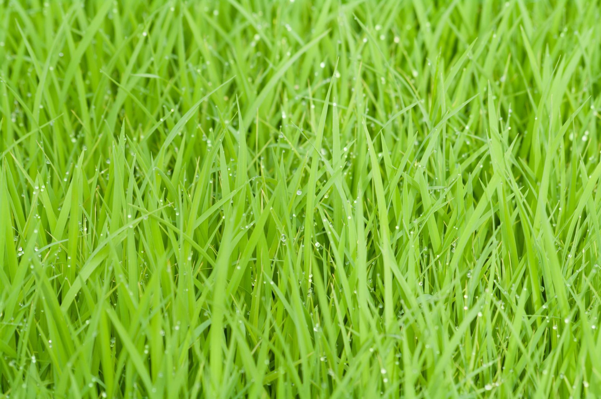 affordable lawn mowing rock hill sc