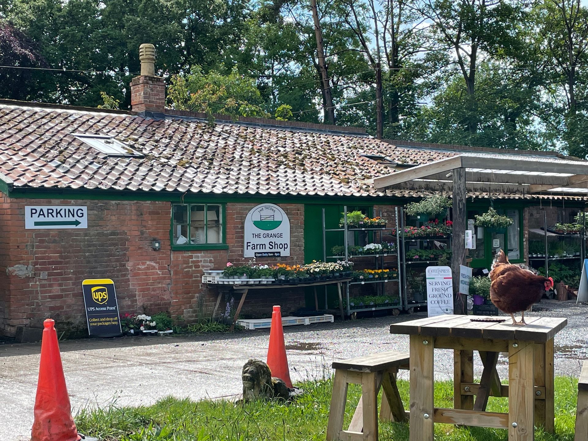 A chicken is sitting on a picnic table in front of a building.