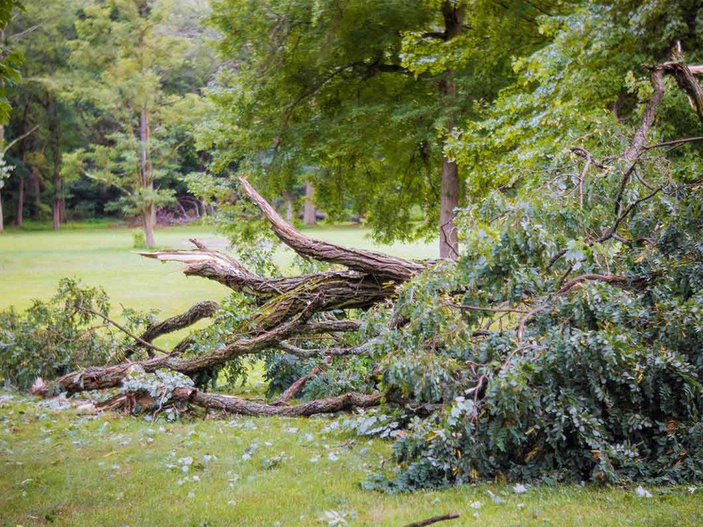 Fallen trees