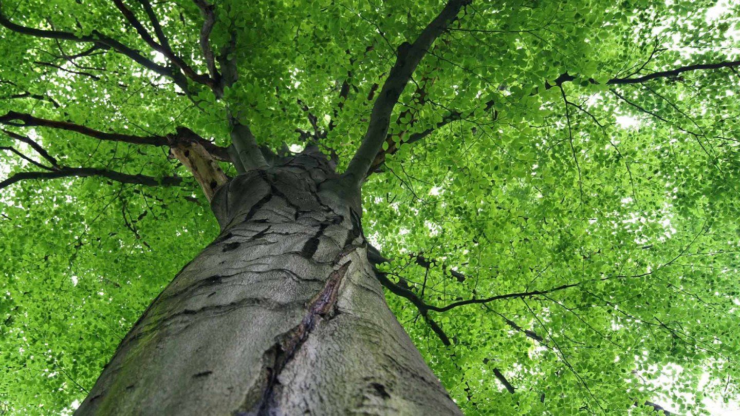 Big oak tree