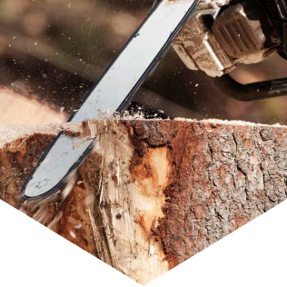 Chainsaw cutting tree Chainsaw cutting tree