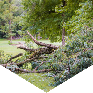 Fallen trees Fallen trees
