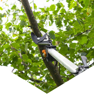 Tree trimming preparation Tree trimming preparation