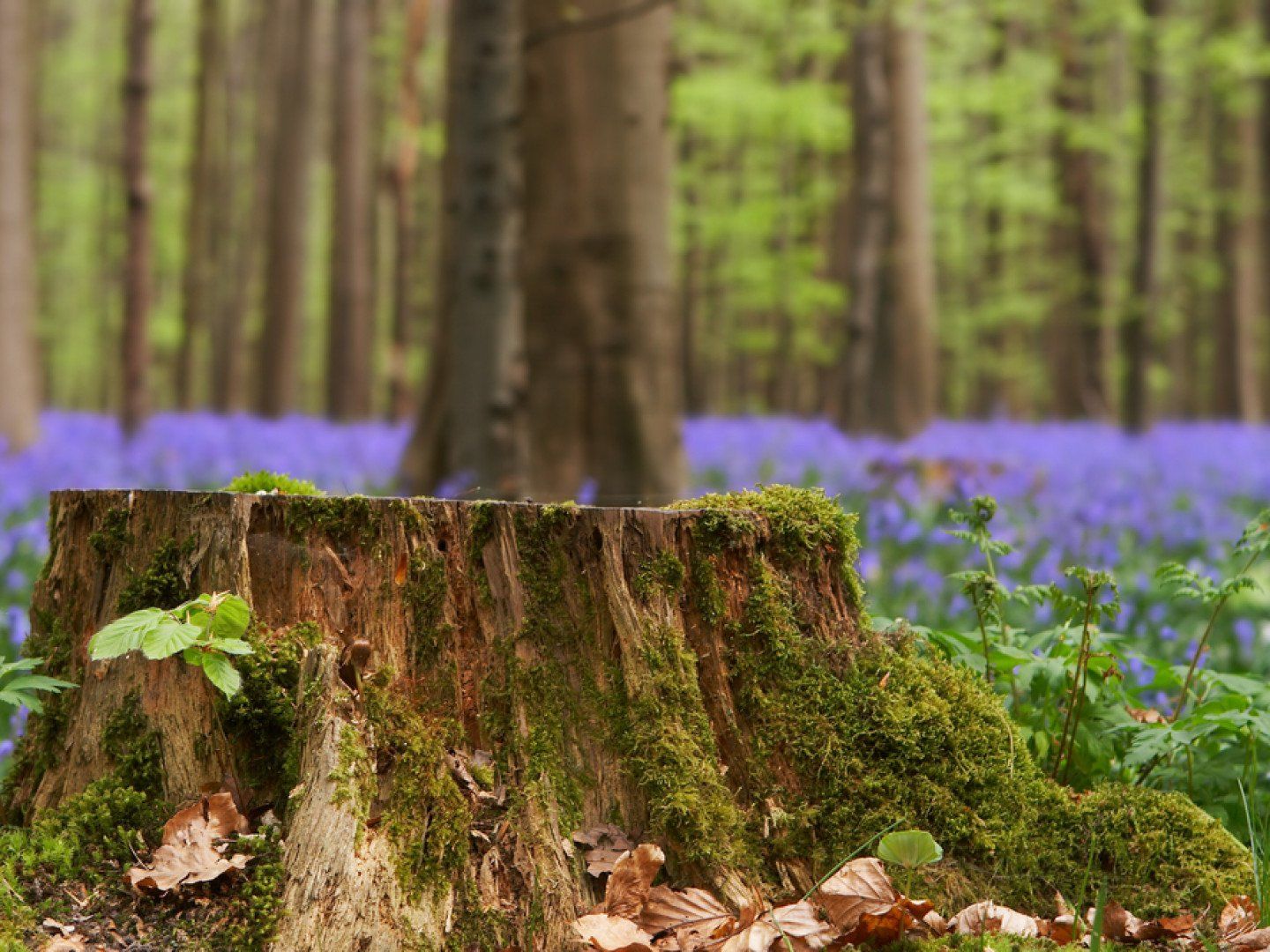 Old tree stump