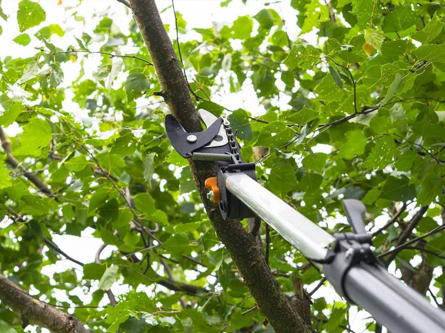 A person is cutting a tree branch with a pair of scissors.