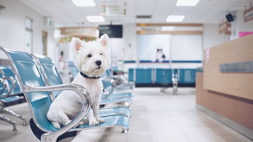 A small white dog is sitting on a blue bench in a hospital waiting room.