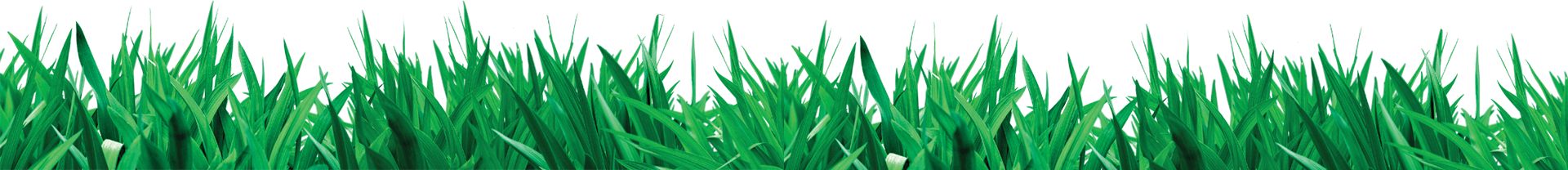 green grass